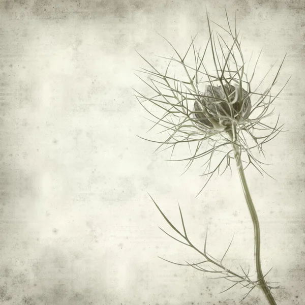 Textured old paper background with nigella — Stock Photo, Image