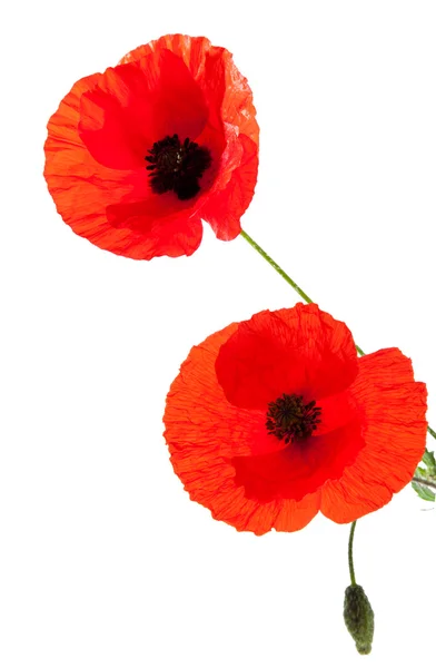 stock image Red poppy