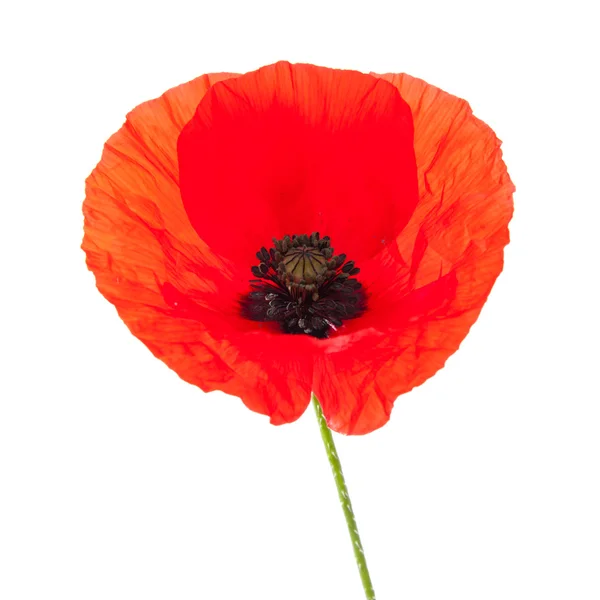 stock image Red Poppy