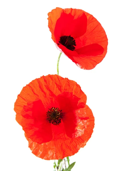 stock image Red poppy