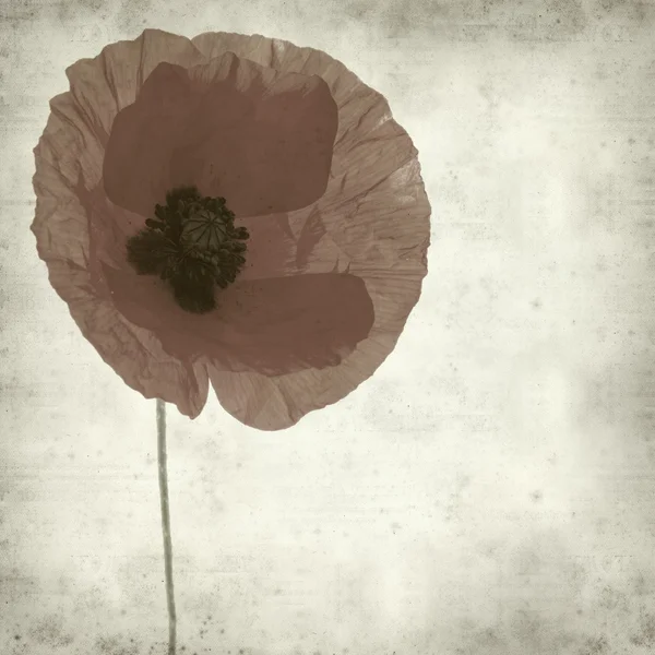 Textured old paper background with red poppy — Stock Photo, Image