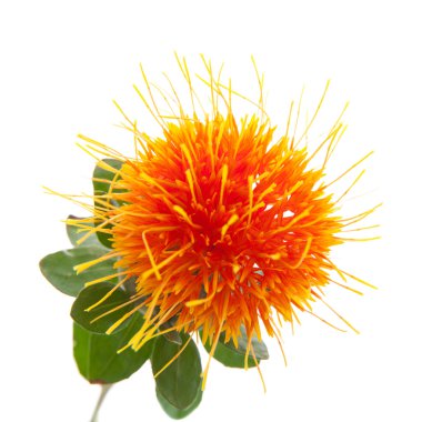 Safflower clipart