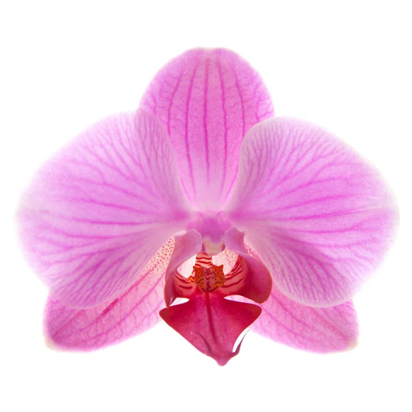 Phalaenopsis, — Photo