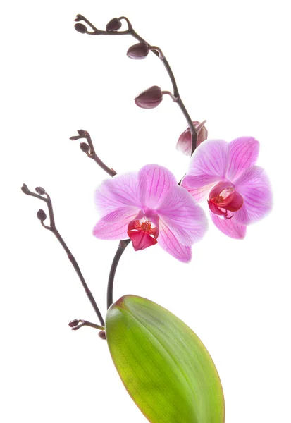 Falaenopsis , — Foto de Stock