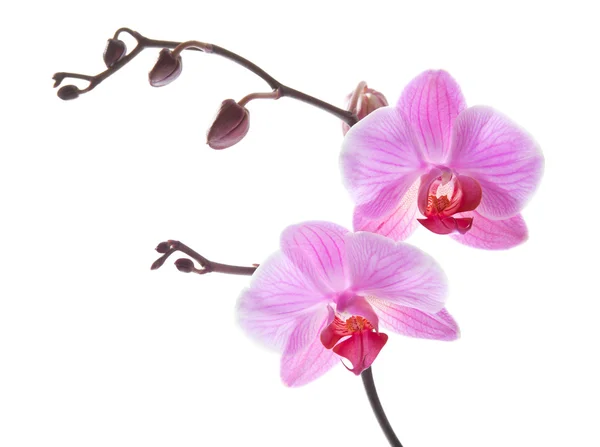 Phalaenopsis, — Stock Fotó