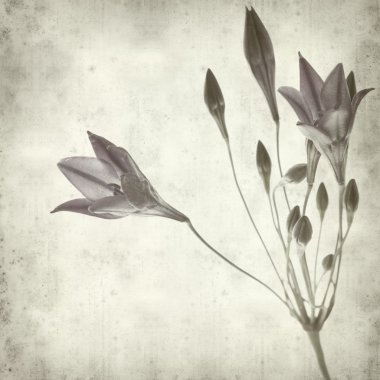 dokulu eski kağıt arka plan ile brodiaea;