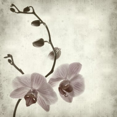 Textured old paper background with phalaenopsis; clipart