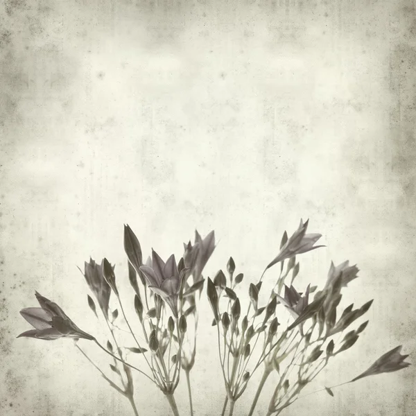 Textured old paper background with Brodiaea; — Stock Photo, Image