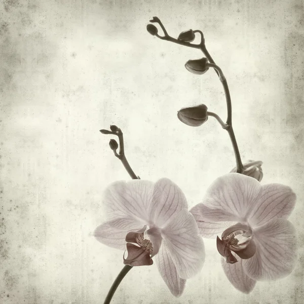 Textured old paper background with phalaenopsis; — Stock Photo, Image