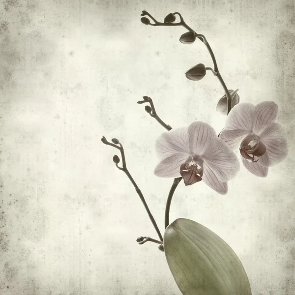 Παλιό χαρτί φόντο με υφή με phalaenopsis; — Φωτογραφία Αρχείου