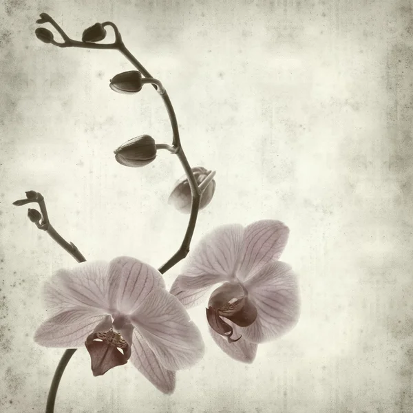 Dokulu eski kağıt arka plan ile phalaenopsis; — Stok fotoğraf