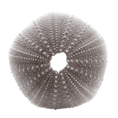 Sea urchin skeleton clipart