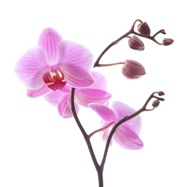 Phalaenopsis, — Stockfoto