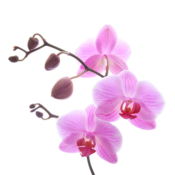 Phalaenopsis, — Fotografia de Stock