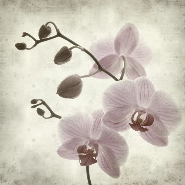 Textured old paper background with phalaenopsis; — Stock Photo, Image