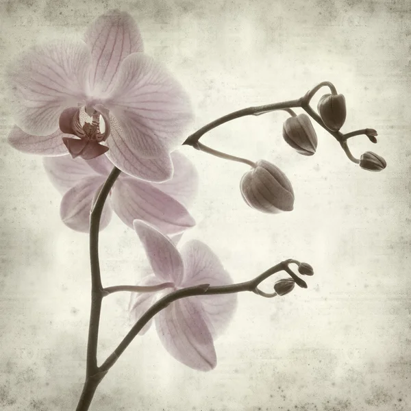Dokulu eski kağıt arka plan ile phalaenopsis; — Stok fotoğraf