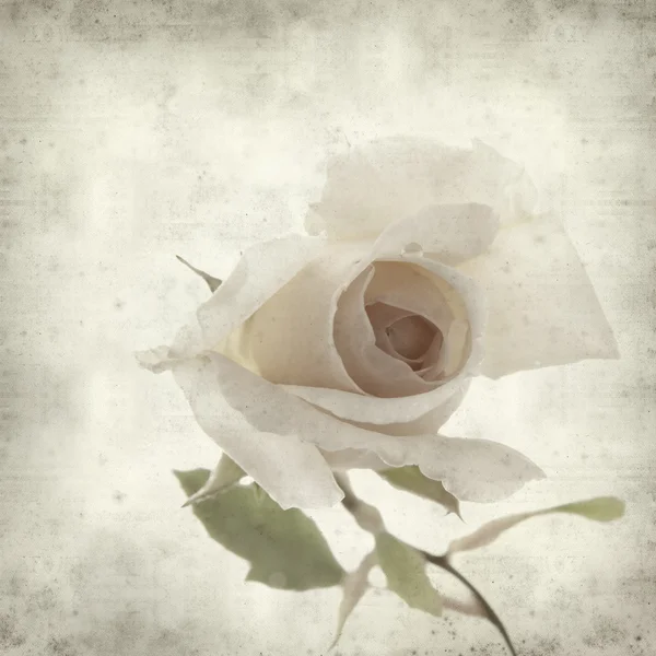 Текстурированный старый бумажный фон с цветком розы — стоковое фото