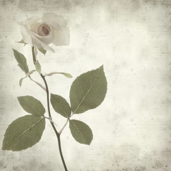 Текстурированный старый бумажный фон с цветком розы — стоковое фото