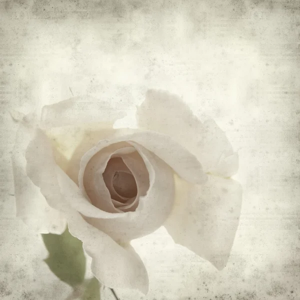 水泡音と織り目加工の古い紙の背景バラの花 — ストック写真