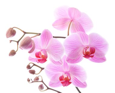 Phalaenopsis, clipart