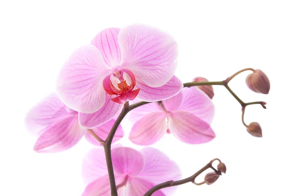 Phalaenopsis, — Zdjęcie stockowe