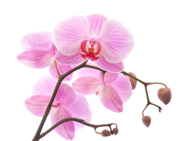 Phalaenopsis, — Photo