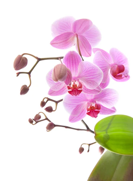 Phalaenopsis, — Stockfoto