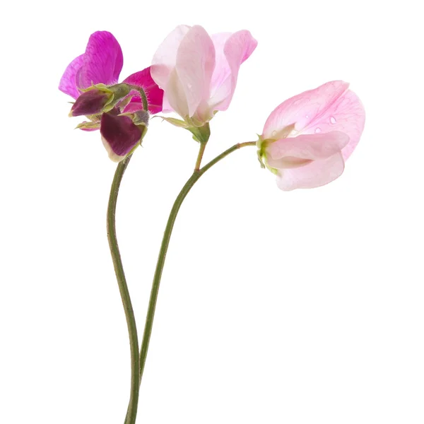 Söt ärt-blommor — Stockfoto