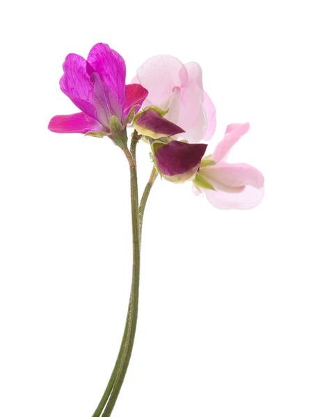 甘いエンドウ豆の花 — ストック写真