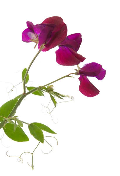 Édes borsó-virág — Stock Fotó