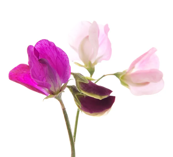 Erbsenblüten — Stockfoto