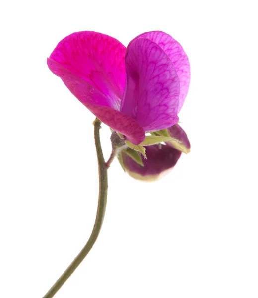Kwiatów groszku — Zdjęcie stockowe