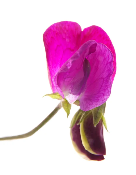 Söt ärt-blommor — Stockfoto