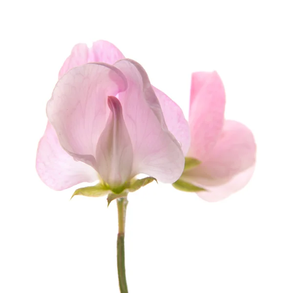Sladký hrášek květiny — Stock fotografie
