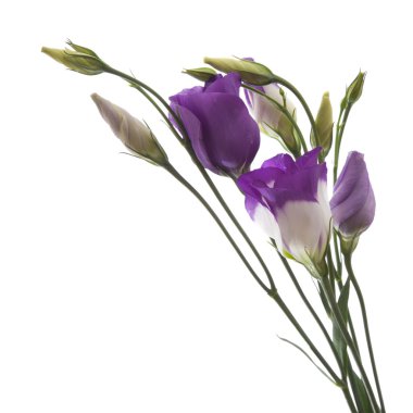 Eustoma