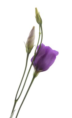 Eustoma