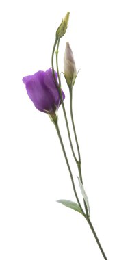 Eustoma