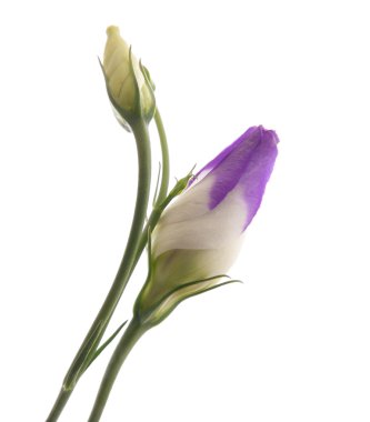 Eustoma