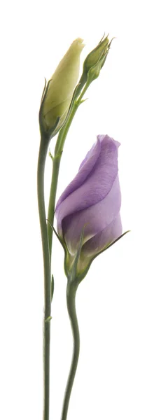 stock image Eustoma