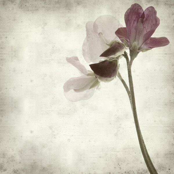 Textured old paper background with sweet pea