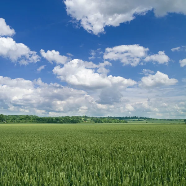 Сельский пейзаж с зеленой пшеницей — стоковое фото