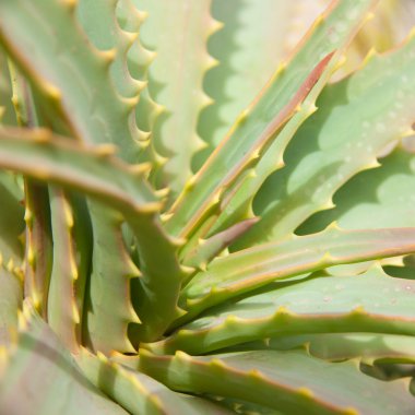 aloe arka plan