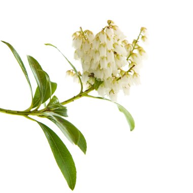 Çiçekli Pieris japonica (Japon andromeda; Valle Lily
