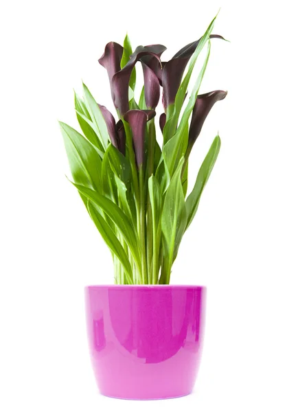 Morado oscuro ("negro") calla lirio planta en isola olla de color púrpura brillante — Foto de Stock