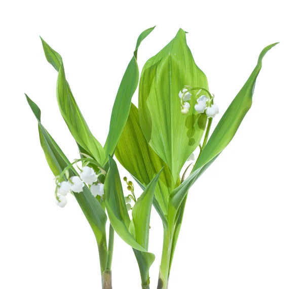 Stems of lily-of-the-valley (Convallaria majalis), isolated on w — Stock Photo, Image