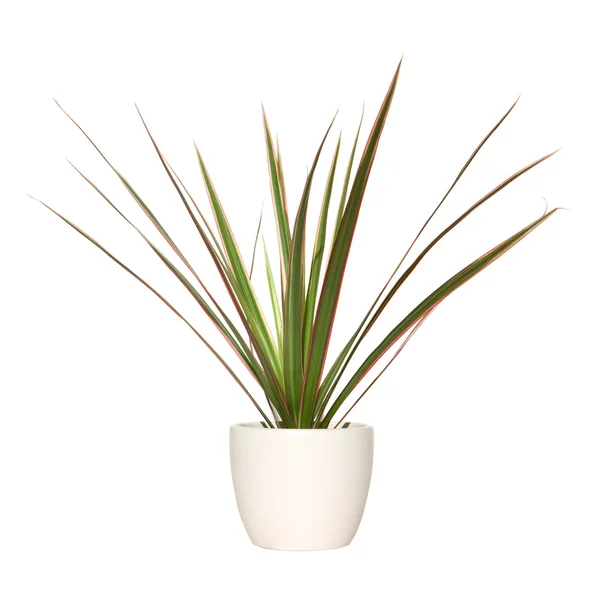 Dracaena-Pflanze im hellen Topf, isoliert auf weißem Hintergrund — Stockfoto