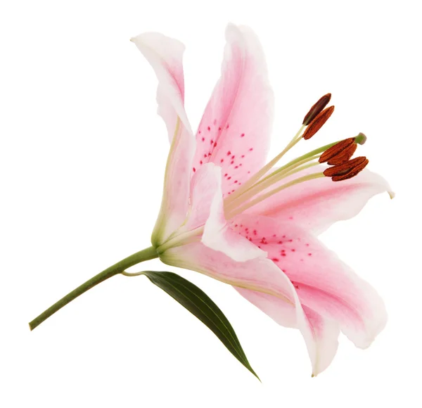 Lily blomma makro — Stockfoto