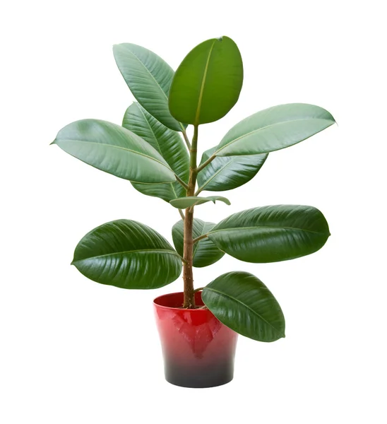 Planta de borracha (ficus), isolada sobre branco — Fotografia de Stock