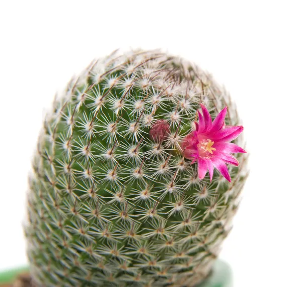 Kaktus kwitnienia, na białym tle — Zdjęcie stockowe