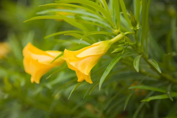 Thevetia peruviana, gele oleander — Stockfoto